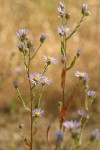 Longleaf Asters