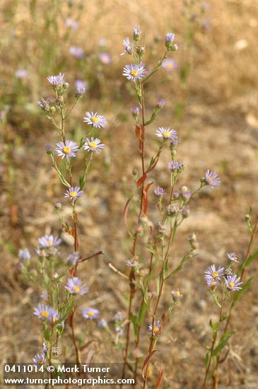 Symphyotrichum ascendens (Aster ascendens)