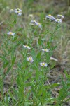 Showy Fleabane