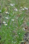 Showy Fleabane