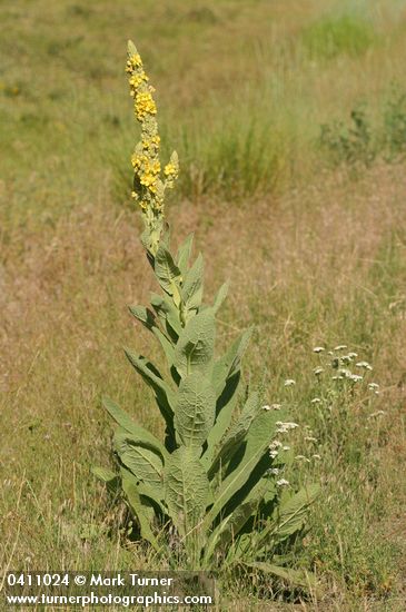 Verbascum thapsus