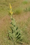 Woolly Mullein