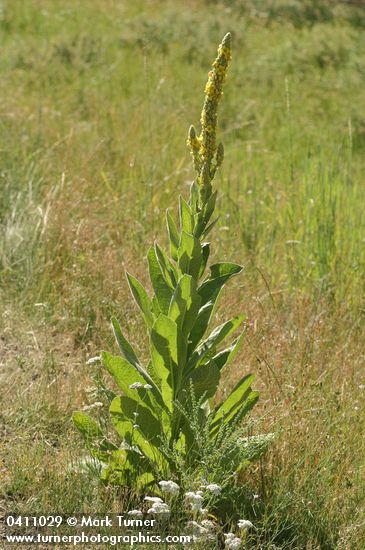 Verbascum thapsus