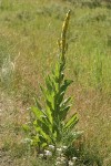 Woolly Mullein