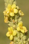 Woolly Mullein blossoms detail