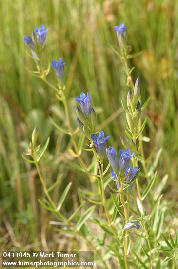 Gentiana affinis