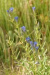 Marsh Gentian