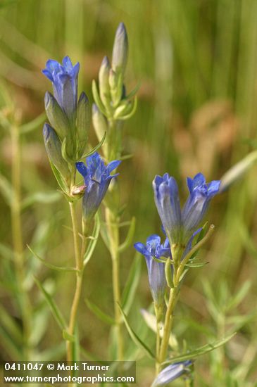 Gentiana affinis