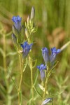 Marsh Gentian