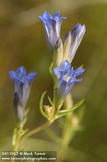 Gentiana affinis