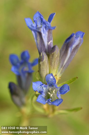 Gentiana affinis