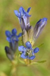 Marsh Gentian blossoms