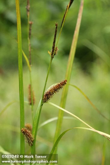 Carex utriculata