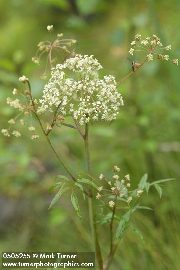 Cicuta douglasii