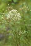 Douglas's water-hemlock blossoms & foliage