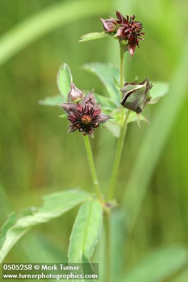 Comarum palustre