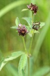 Marsh Cinquefoil blossoms & foliage