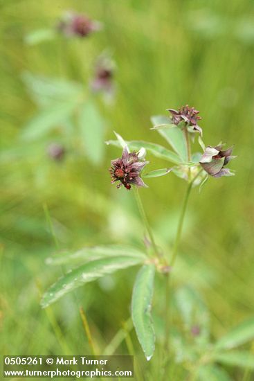 Comarum palustre