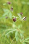 Marsh Cinquefoil