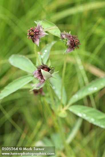 Comarum palustre