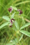 Marsh Cinquefoil