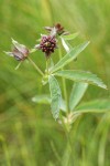 Marsh Cinquefoil blossoms & foliage