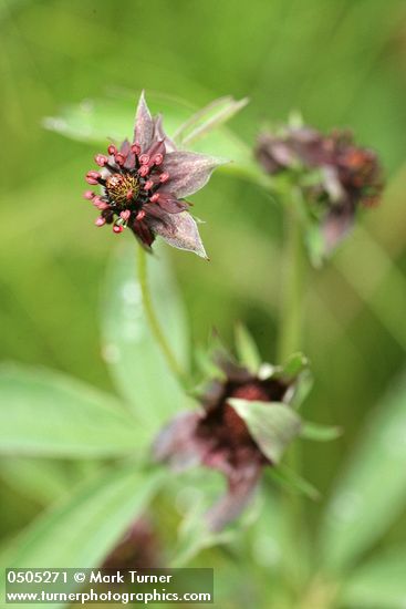 Comarum palustre