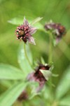 Marsh Cinquefoil blossoms