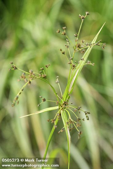 Scirpus microcarpus