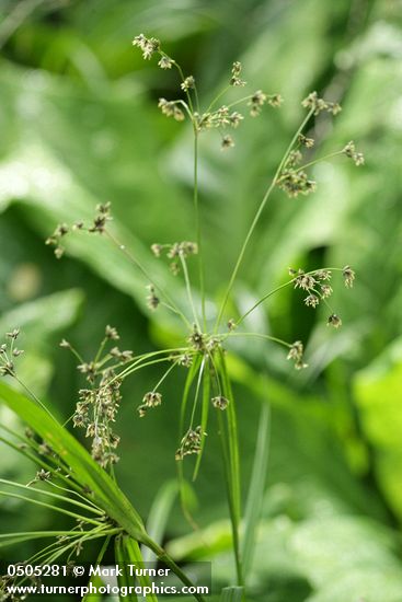 Scirpus microcarpus