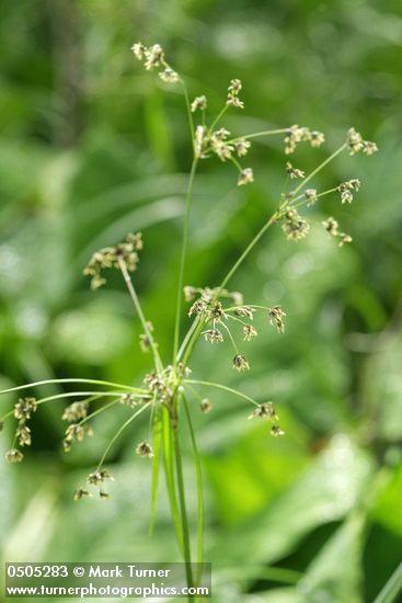 Scirpus microcarpus