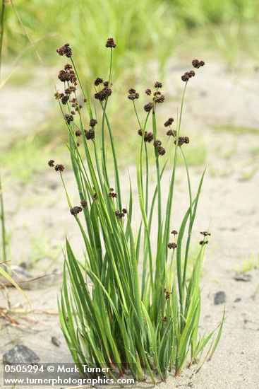 Juncus ensifolius