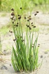 Swordleaf Rush (Daggerleaf Rush)