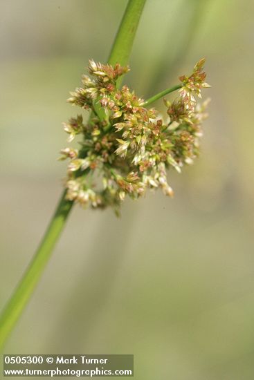 Juncus effusus