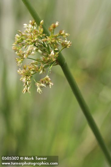 Juncus effusus