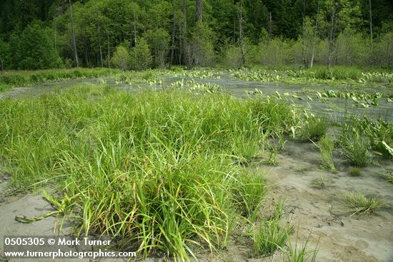 Carex utriculata; Juncus ensifolius