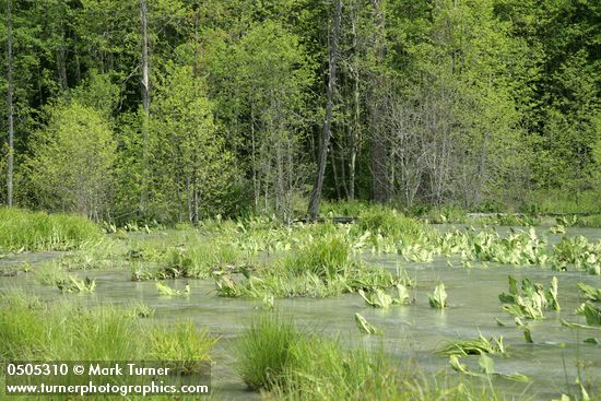 Lysichiton americanus; Carex utriculata; Juncus ensifolius