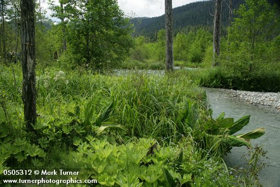 Scirpus microcarpus; Petasites frigidus var. palmatus; Lysichiton americanus; Myosotis sp.; Cicuta douglasii