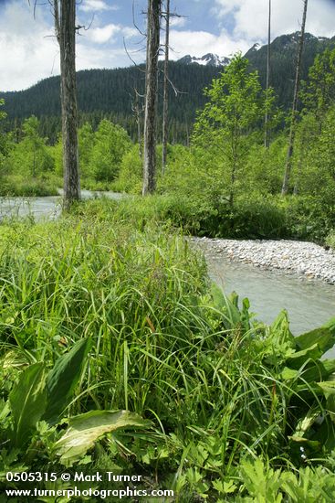 Scirpus microcarpus; Petasites frigidus var. palmatus; Lysichiton americanus