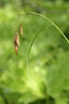 Mertens' Sedge inflorescence
