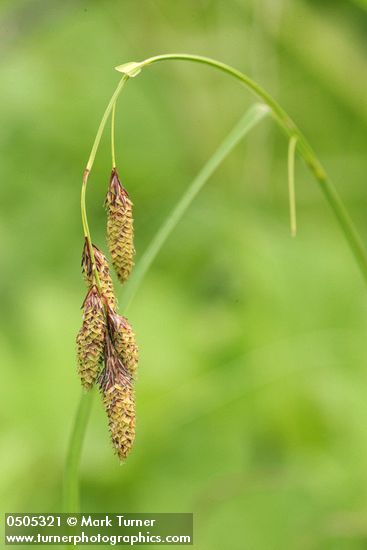 Carex mertensii