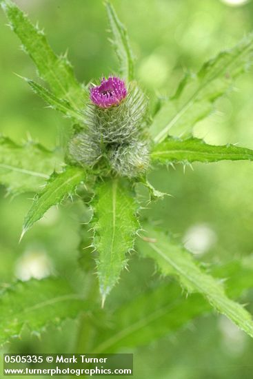 Cirsium brevistylum