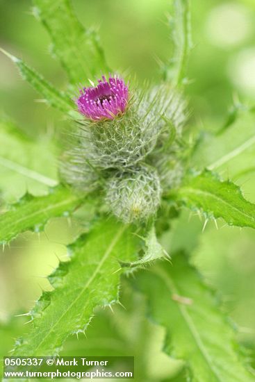 Cirsium brevistylum