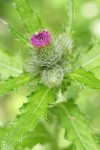 Short-styled Thistle (Cluster Thistle) blossom, buds & foliage detail