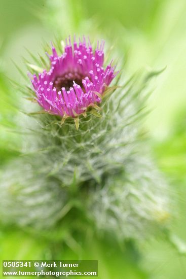 Cirsium brevistylum