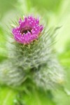 Short-styled Thistle (Cluster Thistle) blossom detail