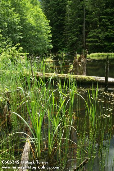 Typha latifolia