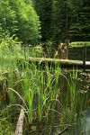 Cattails & Horsetails in shallow water at edge of small woodland pond