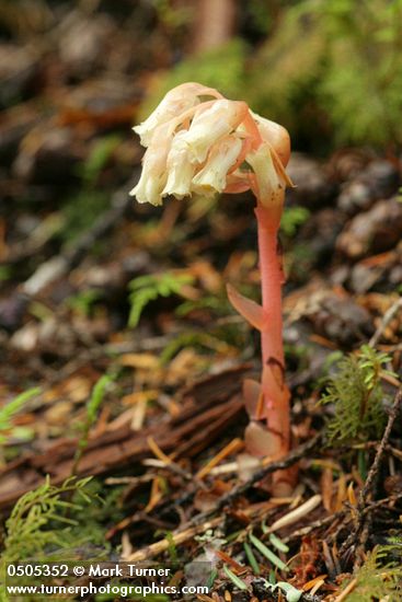 Monotropa hypopithys