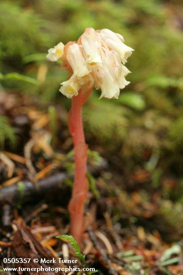 Monotropa hypopithys